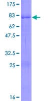Human CSNK1D Protein (Recombinant GST)
