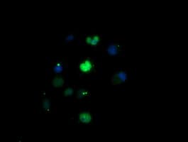 EGR2 Antibody (clone OTI1F10)
