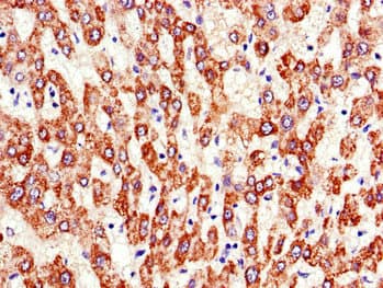 ATP5A1 / ATP Synthase Alpha Antibody