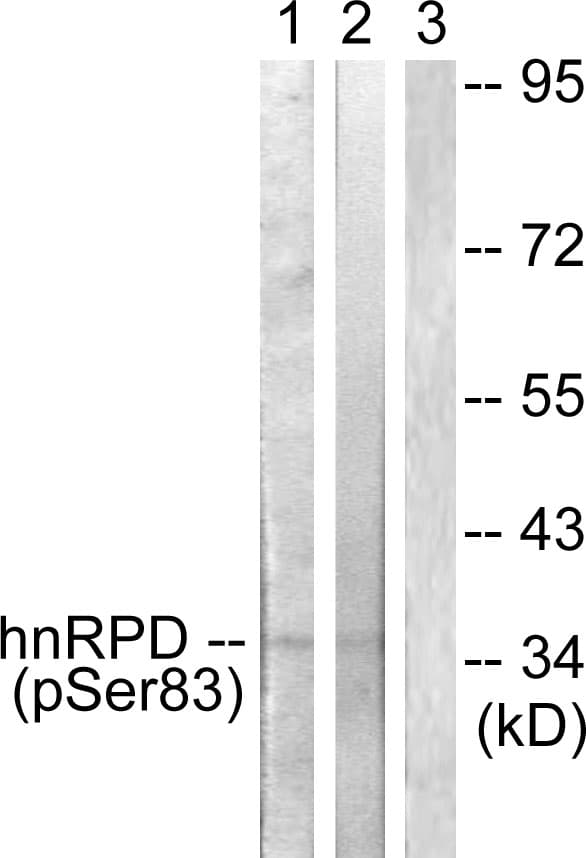 HNRNPD / AUF1 Antibody (phospho-Ser83)