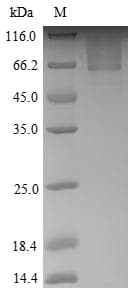 Human SNTG1 Protein (Recombinant 6His, N-terminus + Myc, C-terminus)