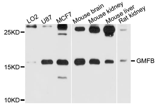 GMF Beta / GMFB Antibody