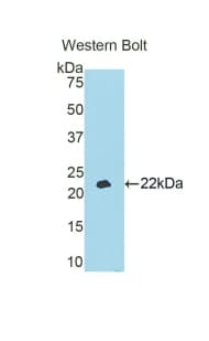 Apolipoprotein A-V Antibody (aa167-335)