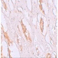 Polyclonal Rabbit anti-Human SLC39A1 Antibody (IHC, IF, WB)