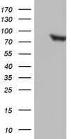 PARN Antibody (aa1-266, clone OTI1G7)