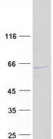 Human WDR23 / DCAF11 Protein (Recombinant Myc-DDK (Flag))