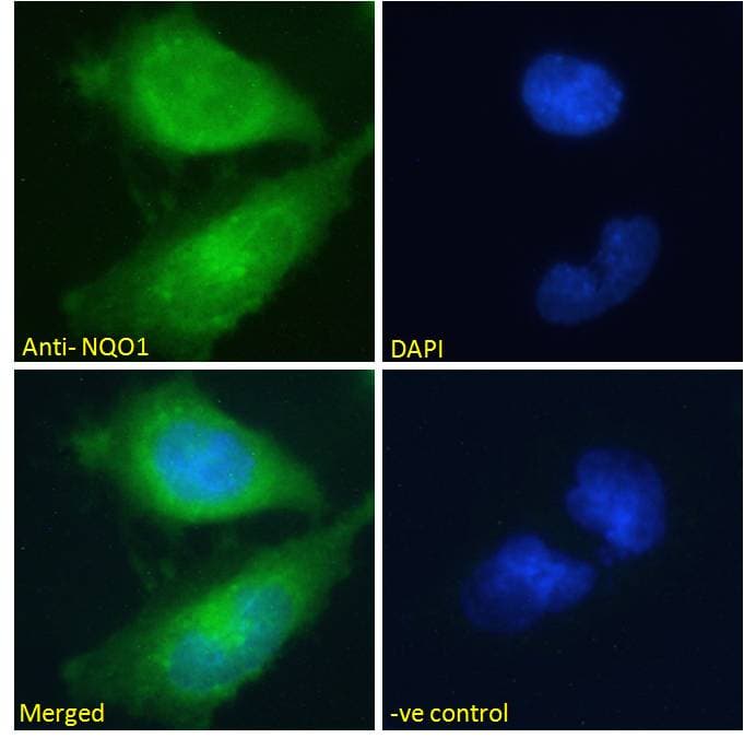 IHC-plus™ NQO1 Antibody (aa263-274)