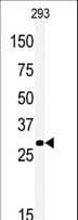 MEOX1 Antibody (aa7-38)