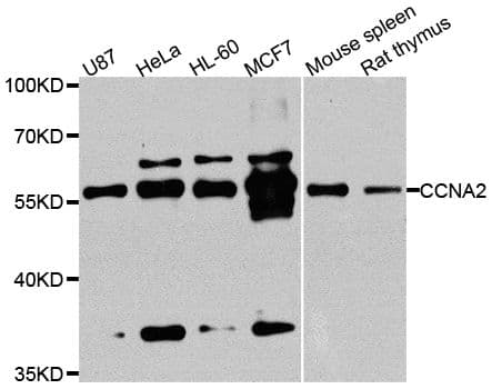 CCNA2 / Cyclin A2 Antibody
