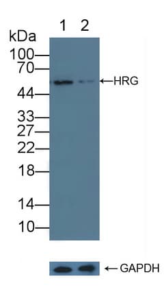 HRG Antibody (aa18-254)
