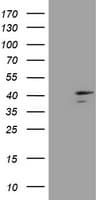 DCPS Antibody (clone OTI4H8)