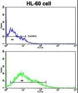 IHC-plus™ Polyclonal Rabbit anti-Human LIN28B Antibody (aa1-30, IHC, IF, WB)