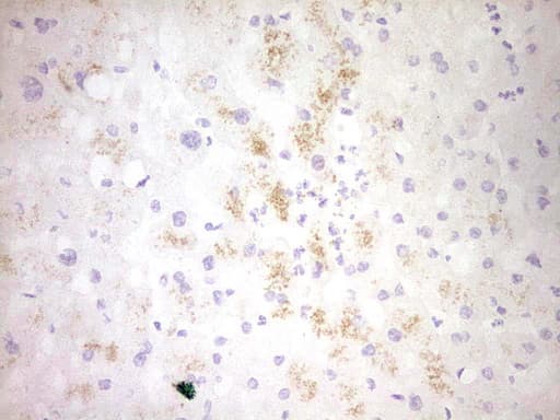 CLOCK Antibody (aa1-285, clone OTI4A6)