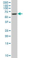 STK3 Antibody (clone 1B3)