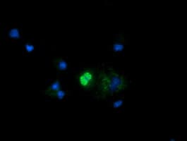 MRPS34 Antibody (clone OTI4B9)