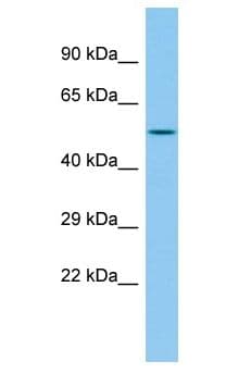 INTS12 Antibody (aa401-450)