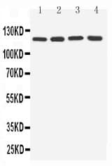 TLR7 / CD287 Antibody (aa1020-1038)