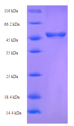 Chlamydia pecorum Major Outer Membrane Protein (ompA) (Recombinant His-SUMO)