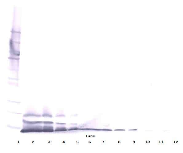 BRAK / CXCL14 Antibody