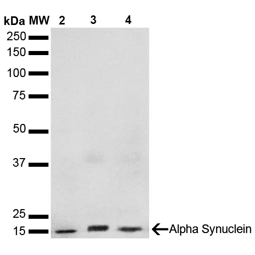 SNCA / Alpha-Synuclein Antibody (clone 3F8, Atto 390)