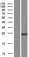 NUDT16L1 Protein (Over-Expression Lysate Myc-DDK (Flag))