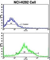 PLEKHG6 Antibody (aa60-87)