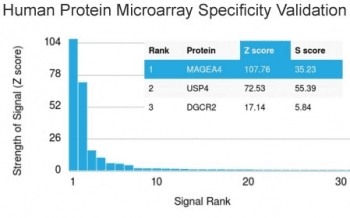 MAGEA4 Antibody (clone CPTC-MAGEA4-1, Azide-free, BSA-free)