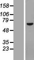POC5 Protein (Over-Expression Lysate Myc-DDK (Flag))