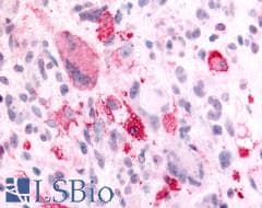 PathPlus™ Polyclonal Rabbit anti-Human NPBWR2 / GPR8 Antibody (Cytoplasmic Domain, IHC)
