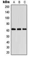 COASY Antibody (Internal)