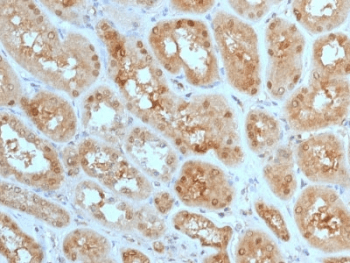 MTAP Antibody (clone MTAP/1813)
