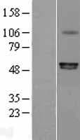P2RX6 / P2X6 Protein (Over-Expression Lysate Myc-DDK (Flag))
