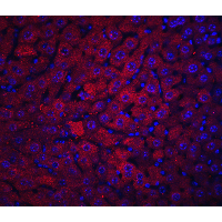 IHC-plus™ DRAM1 / DRAM Antibody