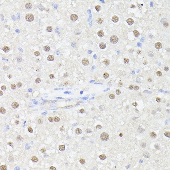 MLF2 Antibody