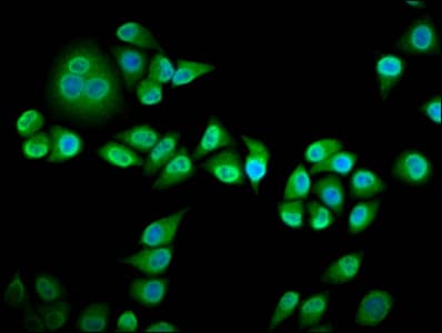 RIN3 Antibody