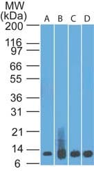 S100A8 / MRP8 Antibody (aa2-82, clone 48M7C7, Azide-free)