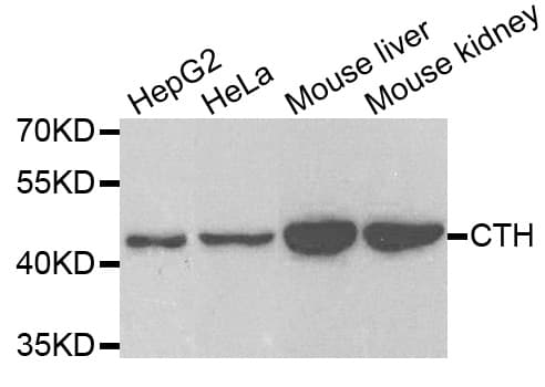 CTH / Cystathionase Antibody