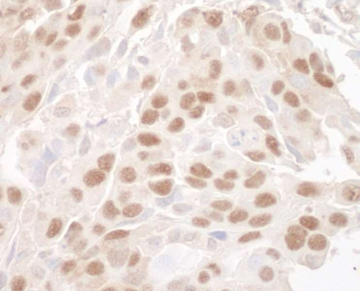 MBD3 Antibody (aa265-291)