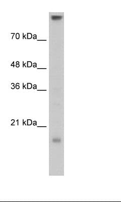 CLDN11 / Claudin 11 Antibody (C-Terminus)