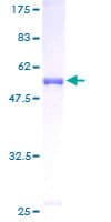 Human CACYBP Protein (Recombinant GST)
