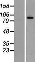 NAALAD2 Protein (Over-Expression Lysate Myc-DDK (Flag))