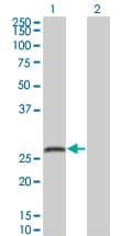 Monoclonal Mouse anti-Human SNAP25 Antibody (clone 4A3, WB)