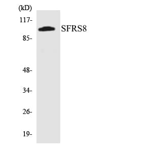 SFSWAP / SWAP Antibody (aa192-241)