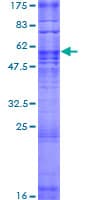 Human OR51F2 Protein (Recombinant GST)