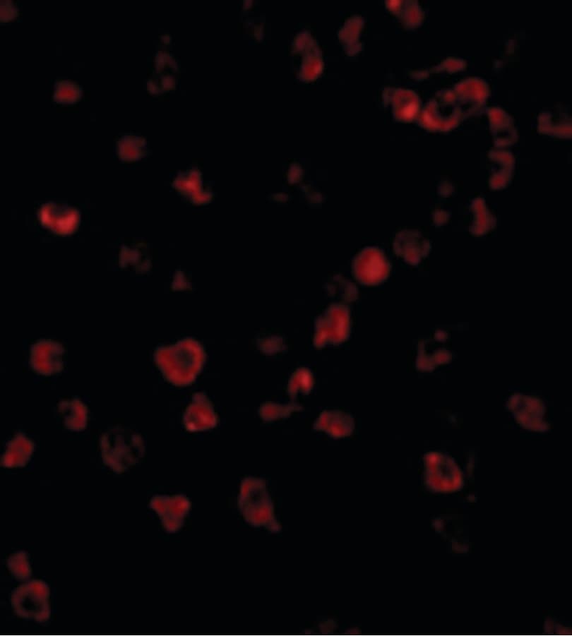 IHC-plus™ IPAF / NLRC4 Antibody