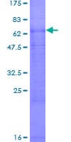 Human SLC7A9 / BAT1 Protein (Recombinant GST)