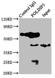 POLDIP3 / p46 Antibody