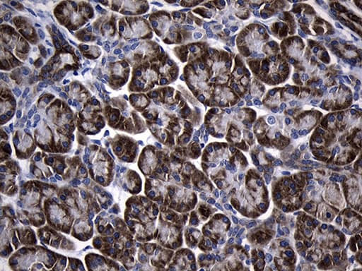 NAF-1 / CISD2 Antibody (clone OTI4D12)