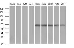 ZSCAN21 / Zipro1 Antibody (clone OTI1H7, Carrier-free)