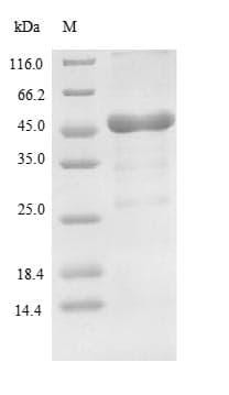 Lysobacter enzymogenes Lys-C Protein (Recombinant 10His-SUMO, N-terminus + Myc, C-terminus)